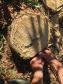 Polícia Ambiental flagra desmatamento e aplica R$ 9,7 mil em multas em Altônia (PR)