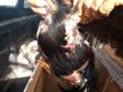 Rinha de galo é descoberta pela Polícia Ambiental em Colorado (PR); 110 aves foram apreendidas e 16 pessoas encaminhadas