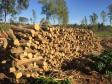 Polícia Ambiental flagra desmatamento e aplica R$ 9,7 mil em multas em Altônia (PR)