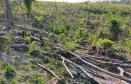 Polícia Ambiental do Paraná já aplicou mais de R$ 2,5 milhões em multas por destruição de florestas pela Operação Mata Atlântica em Pé