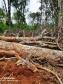 Polícia Ambiental do Paraná já aplicou mais de R$ 2,5 milhões em multas por destruição de florestas pela Operação Mata Atlântica em Pé