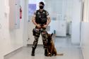 Polícia treina cães de faro para encontrar novas drogas em circulação