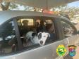 PM de Apucarana (PR) promove Drive Thru para a benção de animais; 700 animais foram abençoados