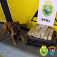 Cão de faro do BPRv localiza droga em ônibus que seguia para São Paulo