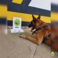 Cão de faro do BPRv localiza drogas sintéticas durante a Operação Vida em Pontal do Paraná