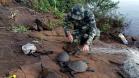 Batalhão Ambiental resgata tartarugas ameaçadas de extinção presas em rede de pesca na Usina de Salto Caxias