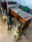 Drogas são apreendidas durante abordagens com apoio de cães de faro do Batalhão de Polícia de Choque