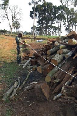 Estado aplica R$ 1 milhão em multas e apreende madeira nativa em ação contra o desmatamento