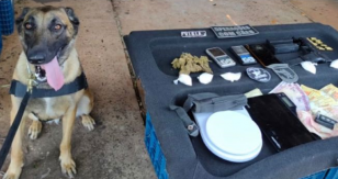 Durante operação integrada com a PCPR, cão de faro da PM auxilia na apreensão de drogas e arma em Foz do Iguaçu