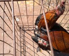 Operação Rinha de Galo: Polícia Ambiental resgata aves maltratadas e rapaz é advertido com multa que ultrapassa R$ 20 mil 
