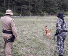 Policiais militares cinotécnicos do Paraná concluem o 1º Curso de Busca e Captura com Cães em Santa Catarina