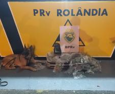 Com apoio do cão de faro Hórus, BPRv prende rapaz e apreende mais de 7,5 quilos de maconha em Rolândia (PR)