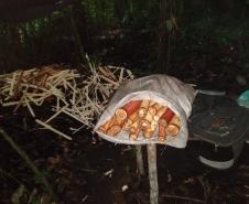 Polícia Ambiental descobre fábrica ilegal de palmito dentro de matagal em Morretes (PR), no Litoral do estado