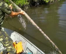 Polícia Ambiental apreende 10 tarrafas usadas para pescar camarão em Guaraqueçaba (PR)