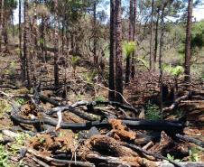 Mais de R$ 600 mil em multas são aplicados pela Polícia Ambiental por desmatamento em área de preservação em Guarapuava (PR)