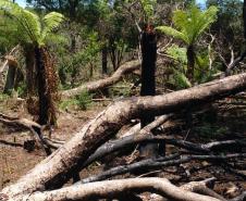 Mais de R$ 600 mil em multas são aplicados pela Polícia Ambiental por desmatamento em área de preservação em Guarapuava (PR)