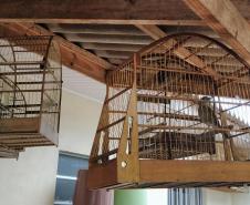 Polícia Ambiental apreende nove aves silvestres e aplica R$ 4,5 mil em multa em Campo Mourão (PR)
