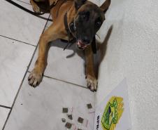 Cão de faro da Polícia Rodoviária encontra maconha e auxilia em três prisões em Pontal do Paraná