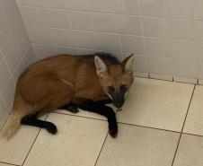 Lobo guará é encontrado dentro de banheiro em Foz do Iguaçu (PR)