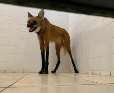 Lobo guará é encontrado dentro de banheiro em Foz do Iguaçu (PR)
