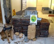 Em seis meses, cães de faro da PM apreendem mais de 38 toneladas de maconha no Paraná