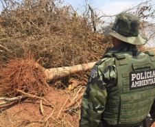 Denúncia leva Polícia Ambiental à aplicar R$ 80 mil em multas por desmatamento em Iporã (PR)