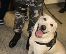Polícia treina cães de faro para encontrar novas drogas em circulação