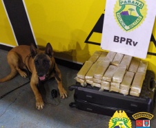 Cão de faro do BPRv localiza droga em ônibus que seguia para São Paulo