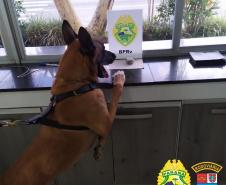 Cão de Faro do BPRv localiza maconha em Pontal do Paraná durante a Operação Vida