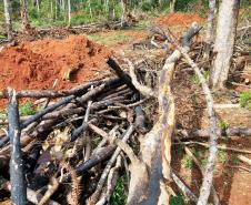 Em Imbituva (PR), Batalhão Ambiental autua suspeito de destruir vegetação nativa em mais de R$ 120 mil