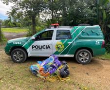 Polícia Ambiental apreende balão de sete metros que caiu em meio à mata, nas margens da BR 277