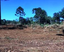 Trio é autuado em quase R$ 100 mil por destruição de vegetação nativa em Guarapuava (PR)