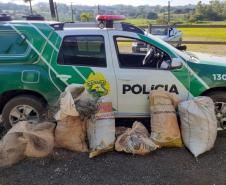 ​Polícia Ambiental reforça ações e atende 15 mil ocorrências em 2020