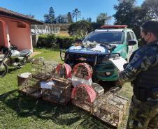 Polícia Ambiental apreende quatro armas e 12 pássaros silvestres em Rio Negro (PR)