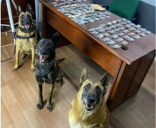 Drogas são apreendidas durante abordagens com apoio de cães de faro do Batalhão de Polícia de Choque