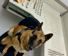 Na RMC, cães de faro do BPChoque indicam drogas e cinco suspeitos são presos