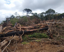 Homem é multado em mais de R$ 100 mil após desmatar mais de sete hectares em Palmeira (PR)