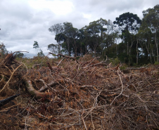 Homem é multado em mais de R$ 100 mil após desmatar mais de sete hectares em Palmeira (PR)