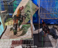 Polícia Ambiental fecha rinha de galo, encaminha oito pessoas e apreende 15 aves em Curitiba