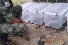 153 cobras são recolhidas de residência em Mandaguari