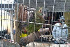 Com Operação Asas Livres, Polícia Ambiental resgata 391 aves silvestres e aplica R$ 390,5 mil em multas no Paraná