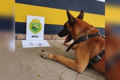 Cão de faro do BPRv localiza drogas sintéticas durante a Operação Vida em Pontal do Paraná