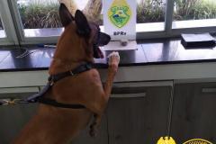 Cão de Faro do BPRv localiza maconha em Pontal do Paraná durante a Operação Vida