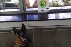 Operação Vida: Militares estaduais com auxílio de cão policial apreendem maconha e encaminham três pessoas, em ocorrências distintas, no Litoral do Paraná