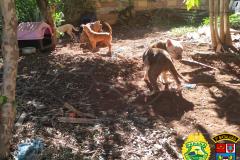 Denúncia anônima leva PM a resgatar três cães em situação de maus tratos em Itapejara D’Oeste, no Sudoeste do estado