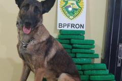 Cão de faro da Polícia de Fronteira auxilia apreensão de mais de 14 kg de maconha oculta em ônibus de viagem