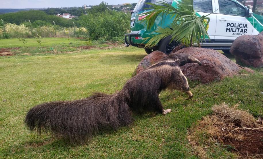 Polícia Ambiental inaugura nova estrutura em Maringá durante solenidade