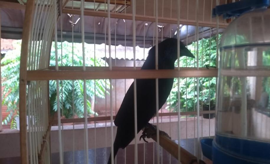 PM faz 17 prisões e apreende mais de 163 quilos de drogas nos primeiros dias da Operação Divisas Integradas III