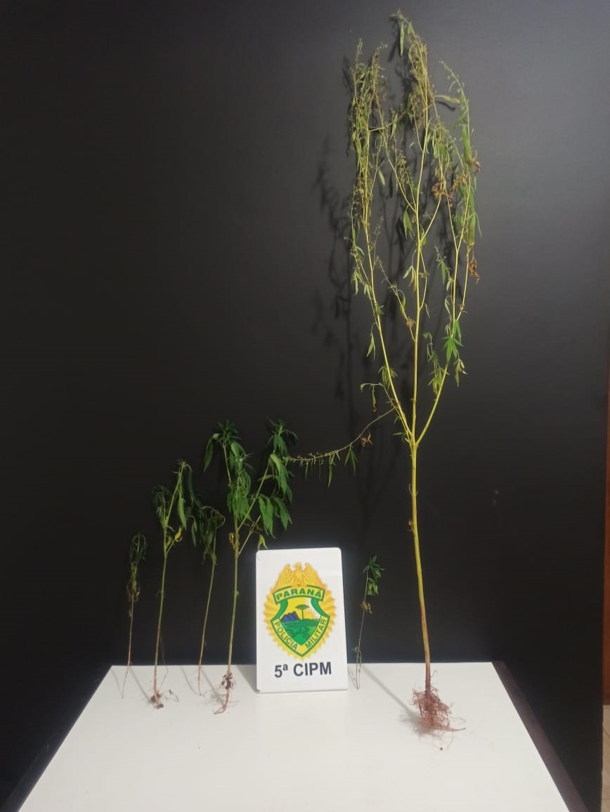 No Noroeste do estado, PM apreende sete pés de maconha após denúncia