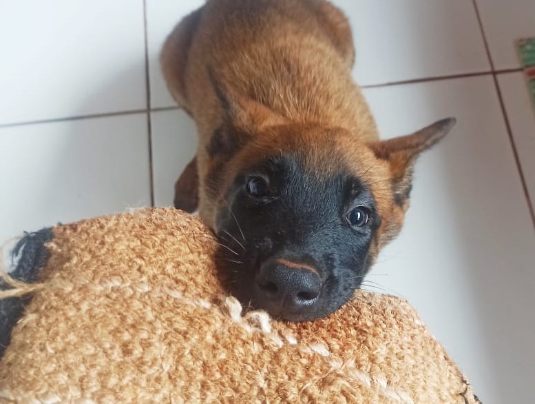 Canil da PM de Cianorte distribui filhotes para canis do BOPE e de unidades do Interior do estado